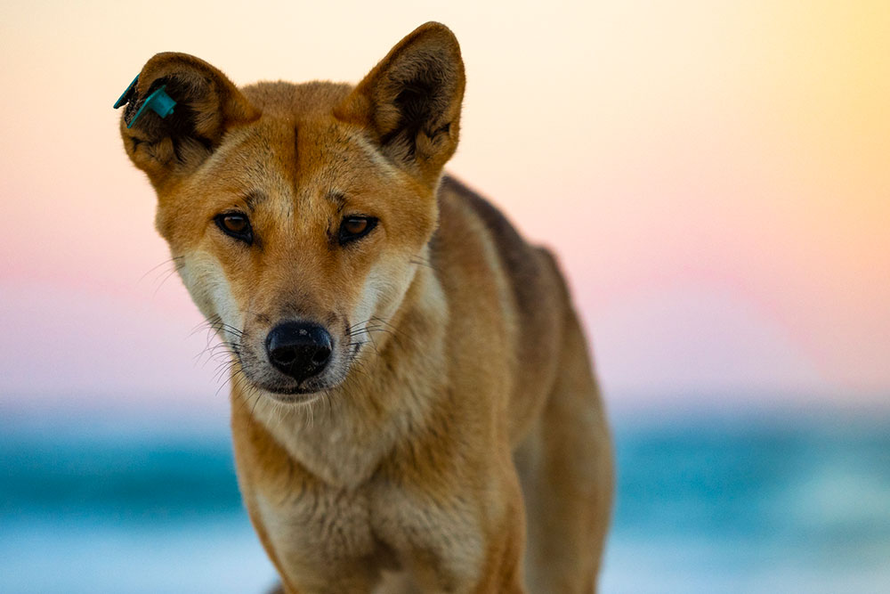 Dingo on K'gari (Fraser Island)