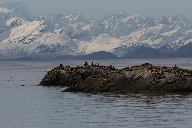 11Pride Alaska sea lions