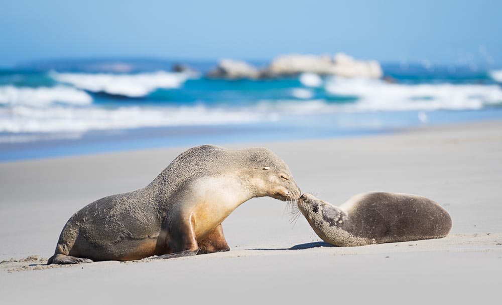 Seal laying on beach sand