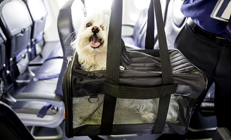 Travel_How-to-fly-with-your-pet_1