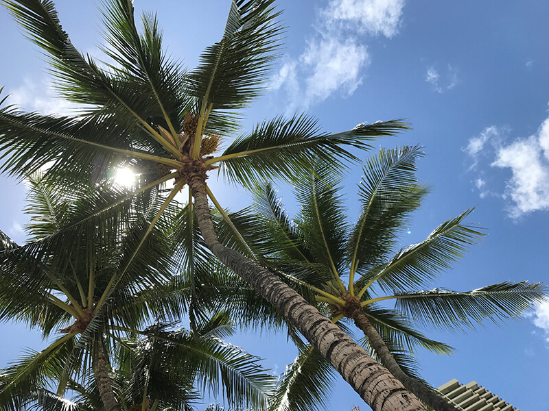 Waikiki sunshine
