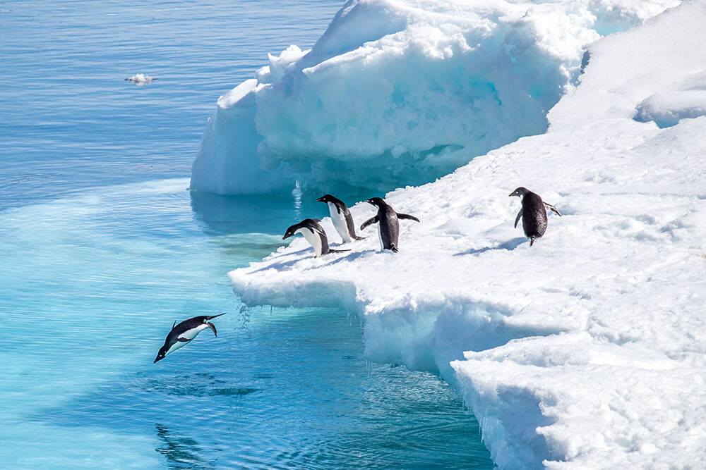 Antarctica penguins image