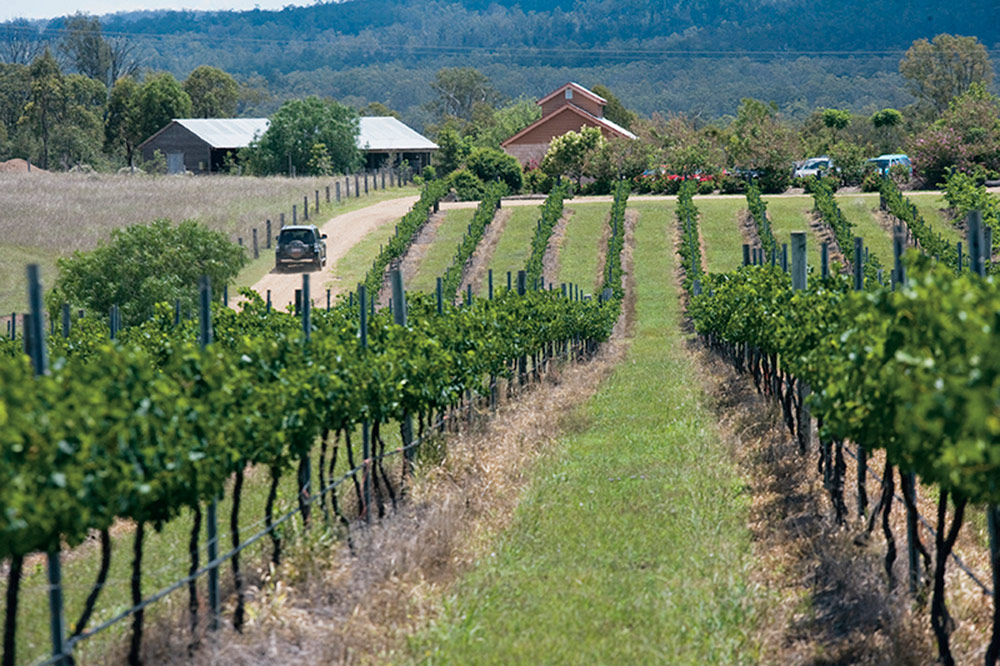Dusty Hill vineyard