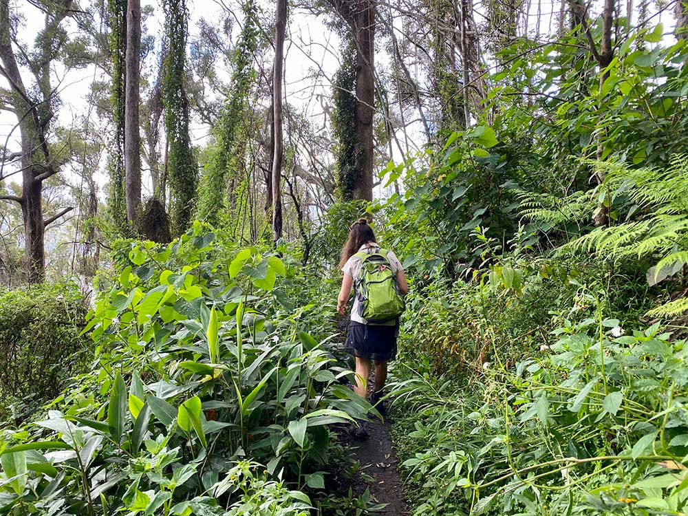 Hiking in the rainforest near Binna Burra.