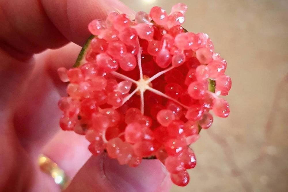 Australian native finger lime.