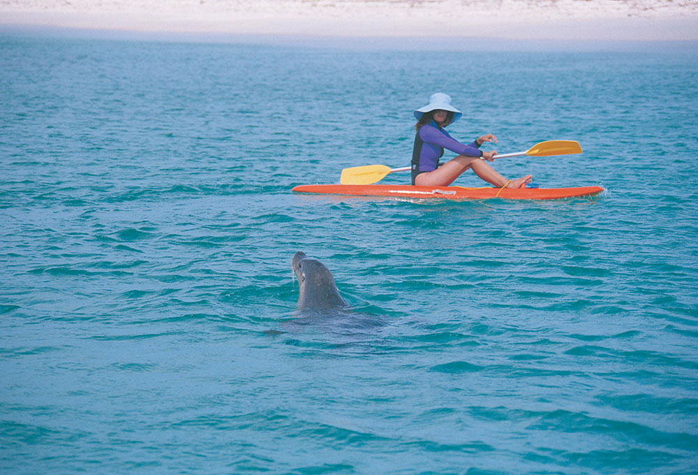 A kayaker meets a sea lion.