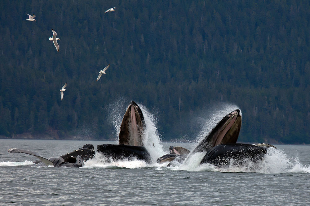 Whales near Juneau.