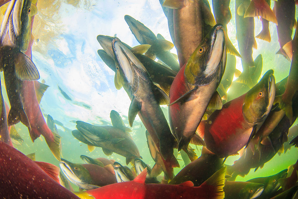 Salmon heading upstream in the Adams River.