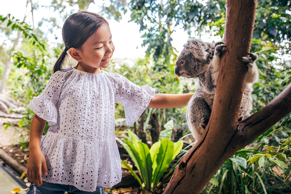 A young girl meets a koala at Currumbin Wildlife Sanctuary.