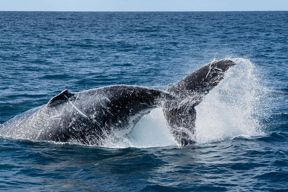 A humpback whale off Queensland.