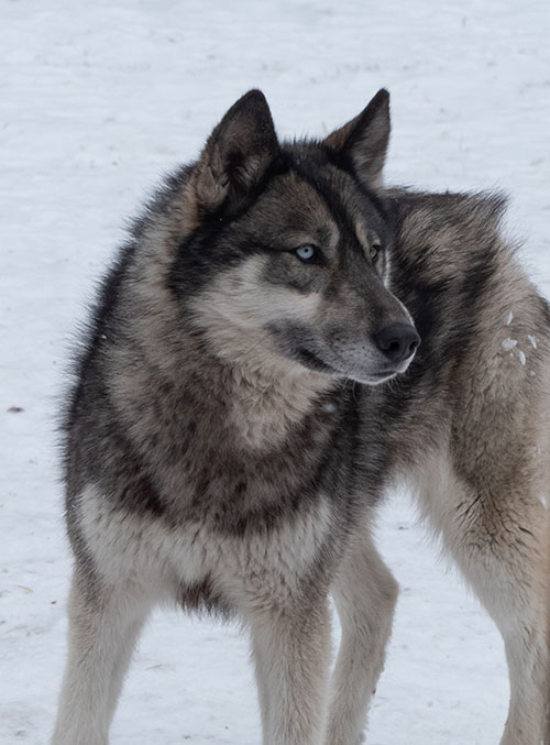 A wolfdog at Yamnuska, Canada.