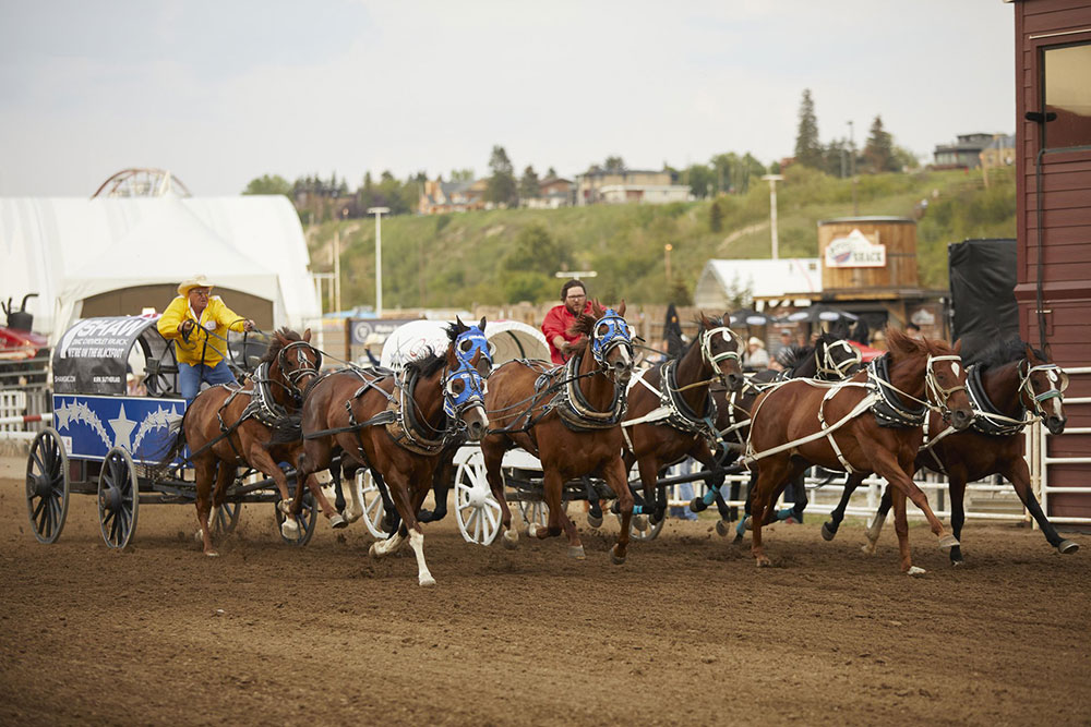 Chuck wagon racing at the Calgary Stampede.