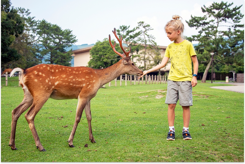 Young boy feeding wild deer in Nara parkland