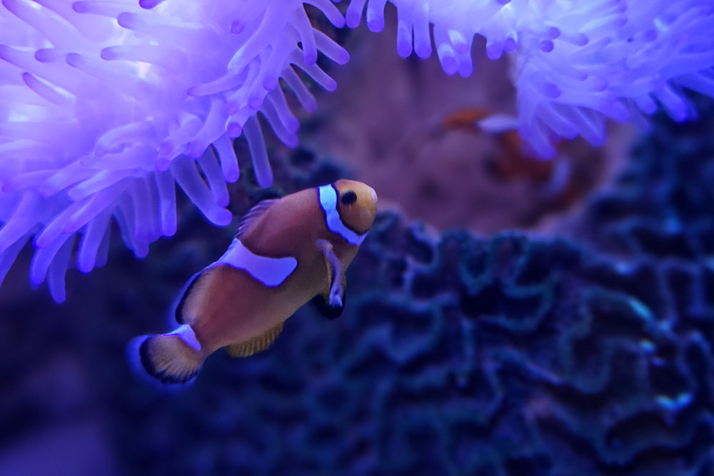 A clown fish at SEALIFE Aqarium on the Sunshine Coast.