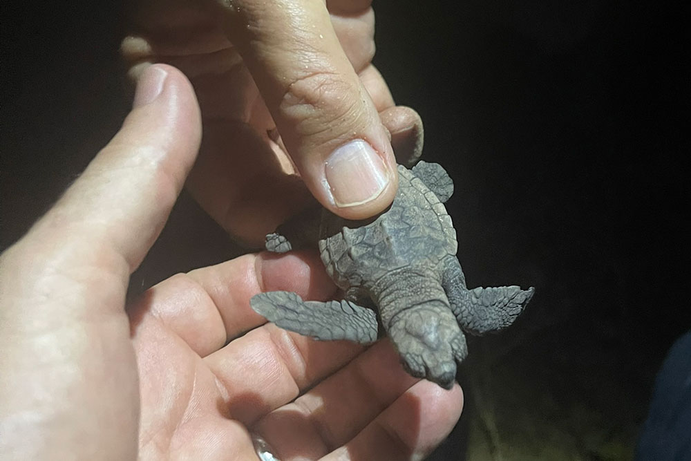 A turtle hatchling at Mon Repos.