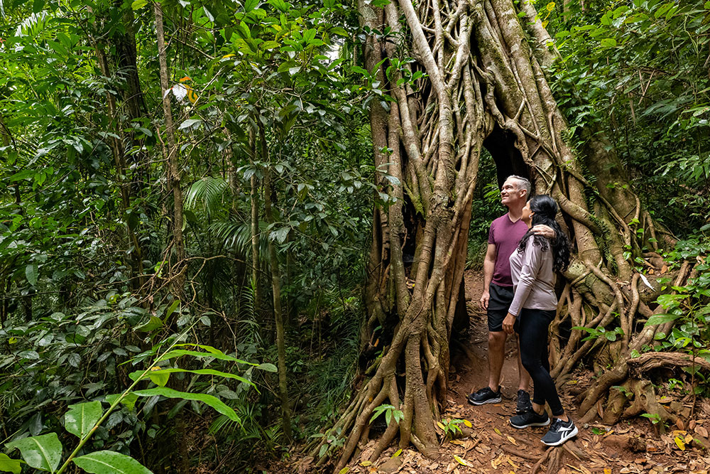 Bushwalking in Eungella National Park.