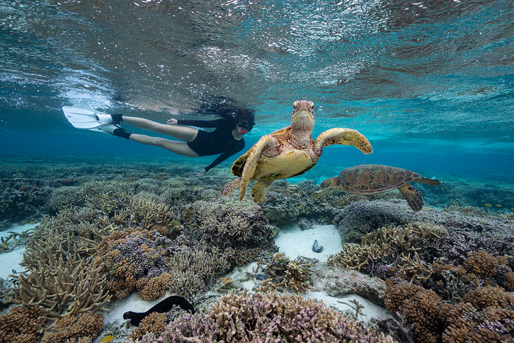 Swimming with turtles off Lady Elliott Island.