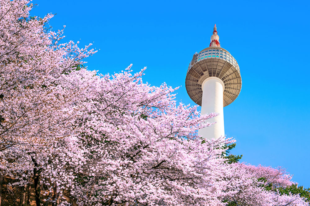 Seoul tower and pink cherry blossom season in spring, South Korea.