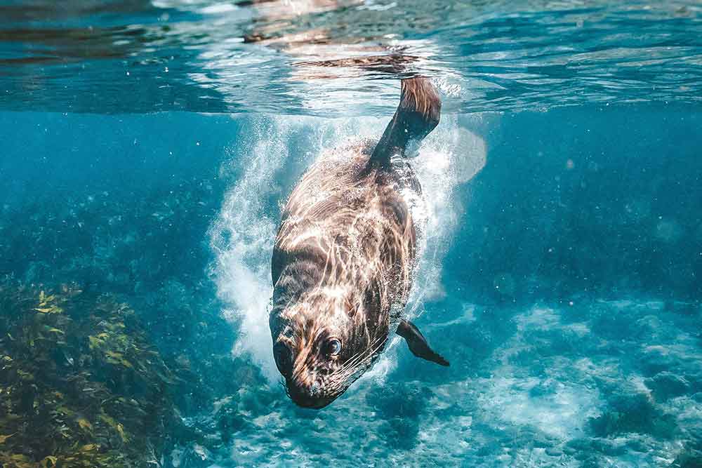 Fur seals off Rottnest Island.