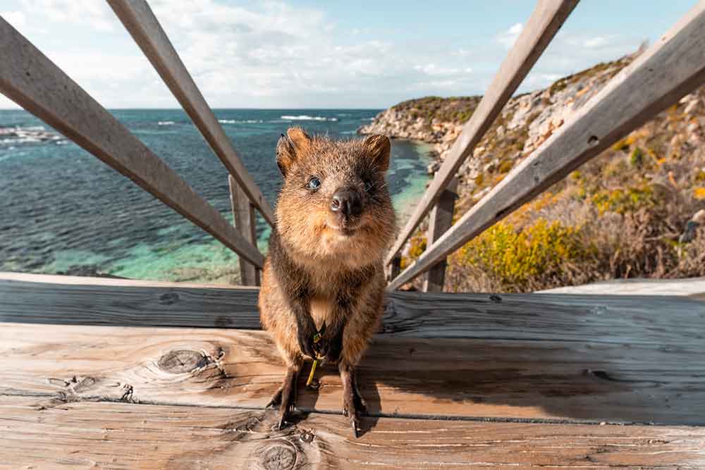 Qyokka on Rottnest Island