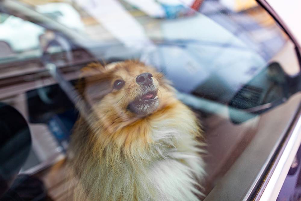 Dog stuck in car