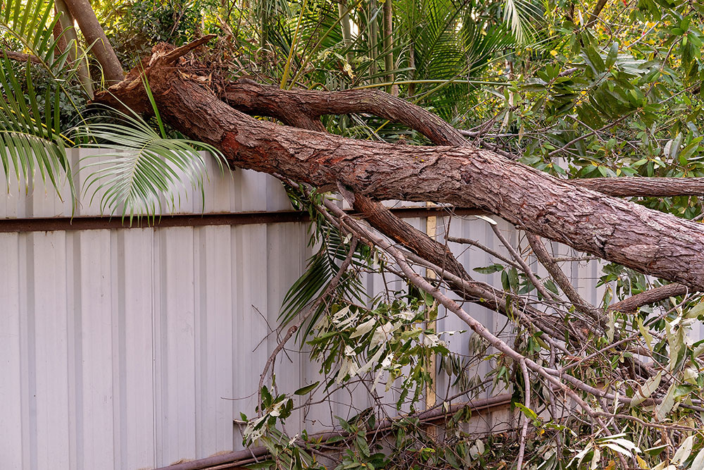 A tree has hit a fence during a storm
