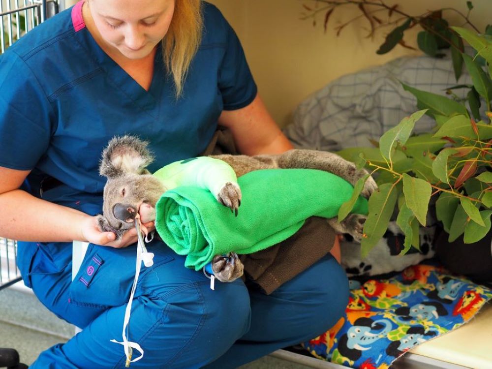 Australia Zoo - Koala receiving general treatment