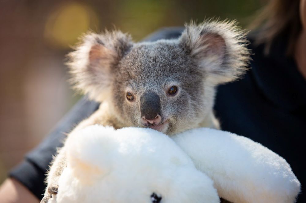 The Rescue Collective koala