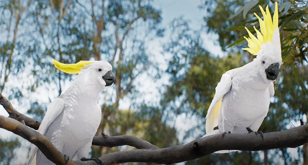Cockatoos on branch