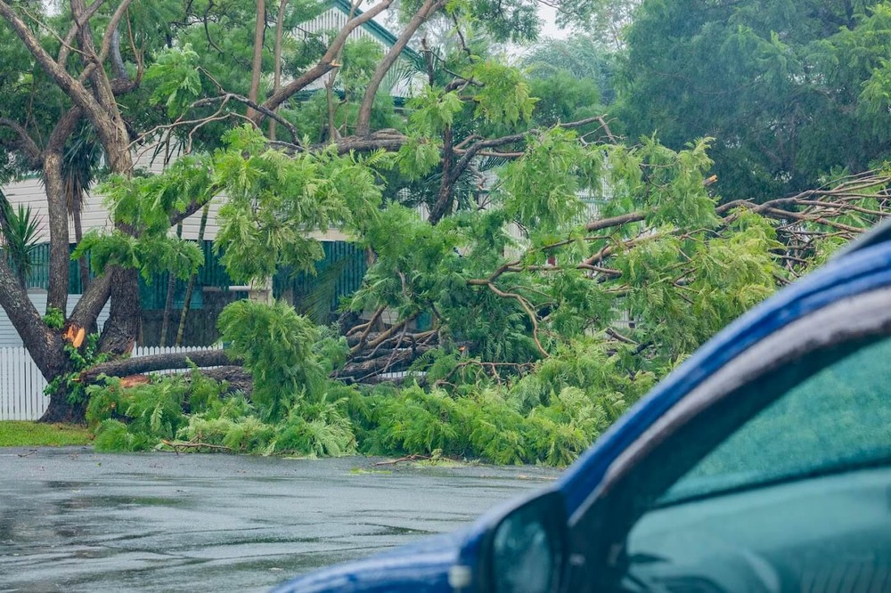 Ex-TC Alfred - Wooloowin fallen tree 04