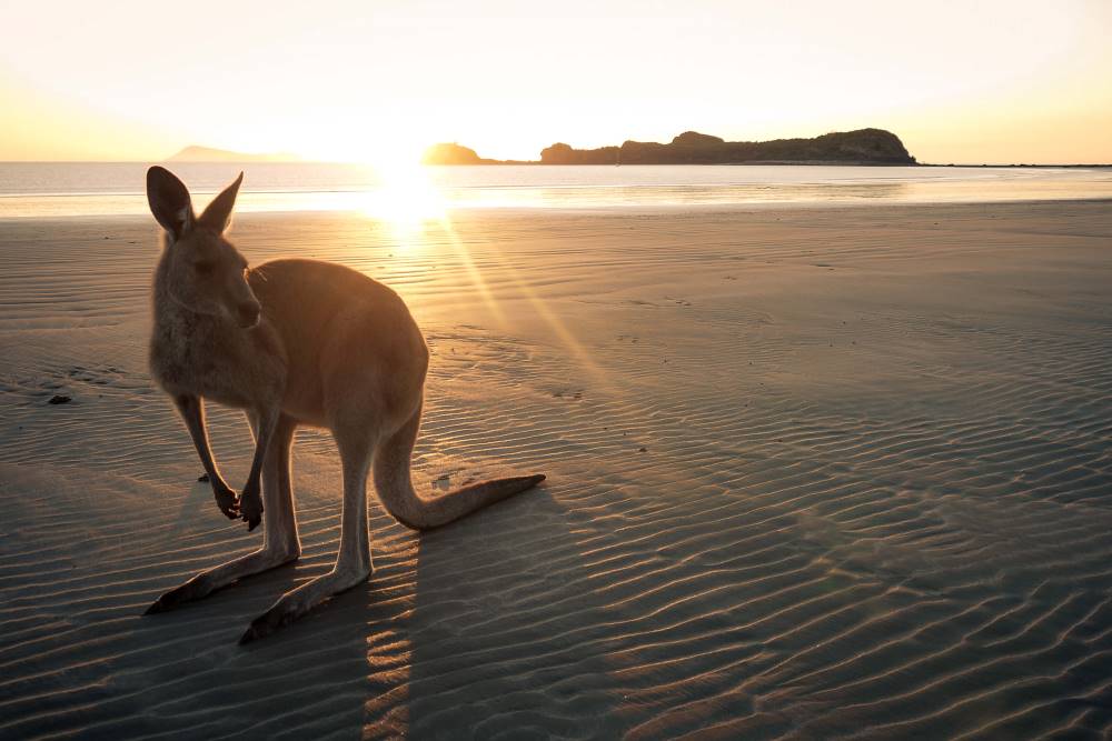 Wallaby on the beach at sunrise