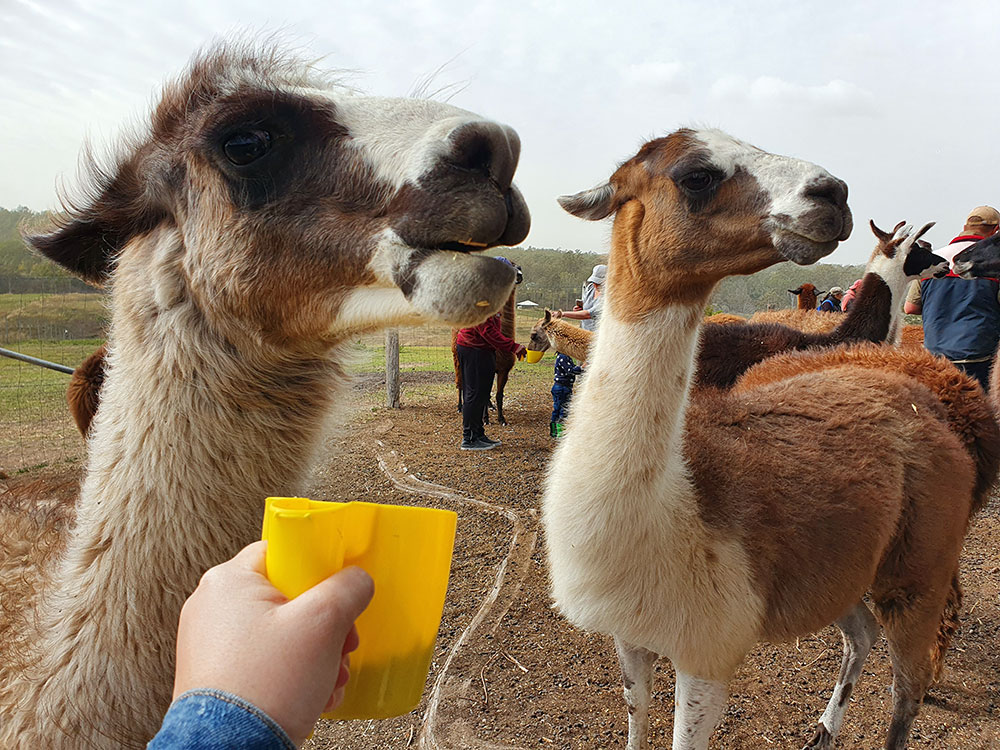 The llama farm