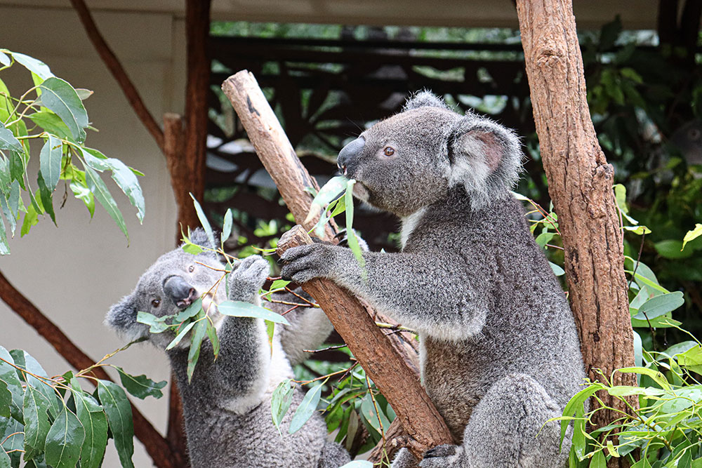 Feeding time at Lone Pine Koala Sanctuary.