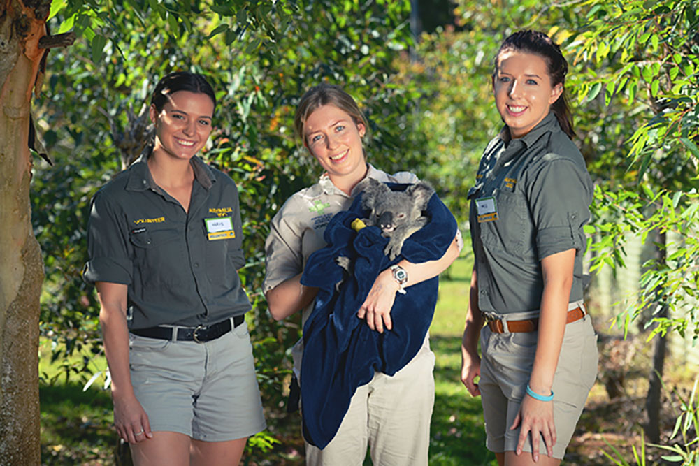 Volunteers at Australia Zoo with a koala