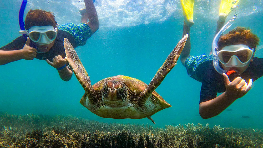 Two boys swimming with a turtle.