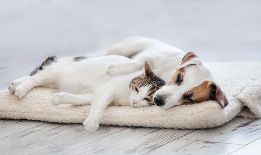 Cat and dog snuggling together on a mat