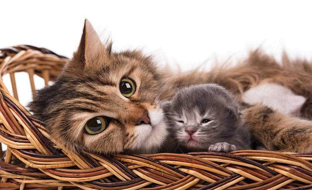 Cat cuddling kitten in a basket