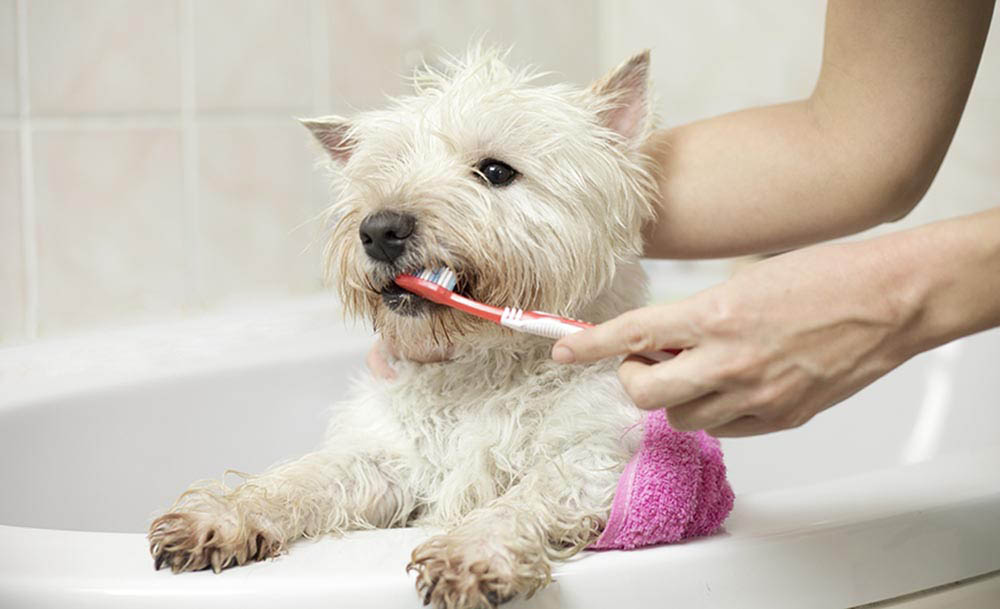 White dog having its teeth brushed in a bath