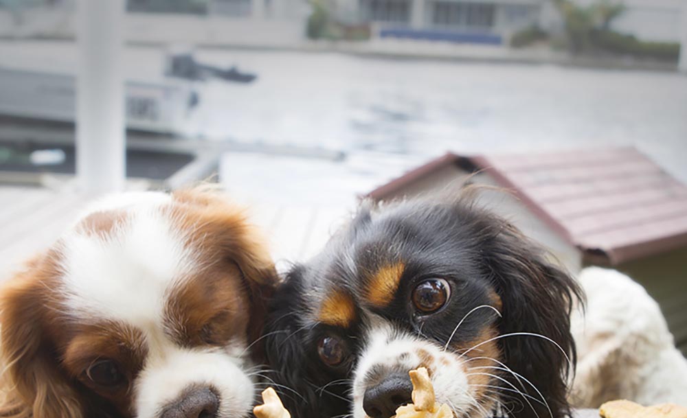 Dogs eating dog biscuits