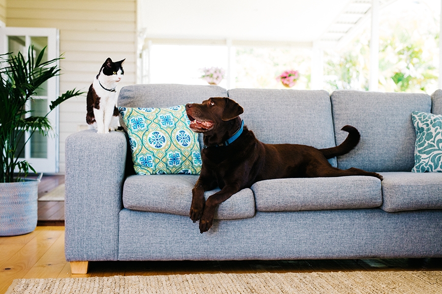 Cat and dog on a couch outdoors