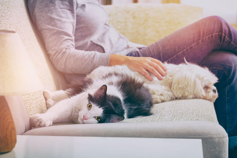 Cat and dog lying on couch with owner