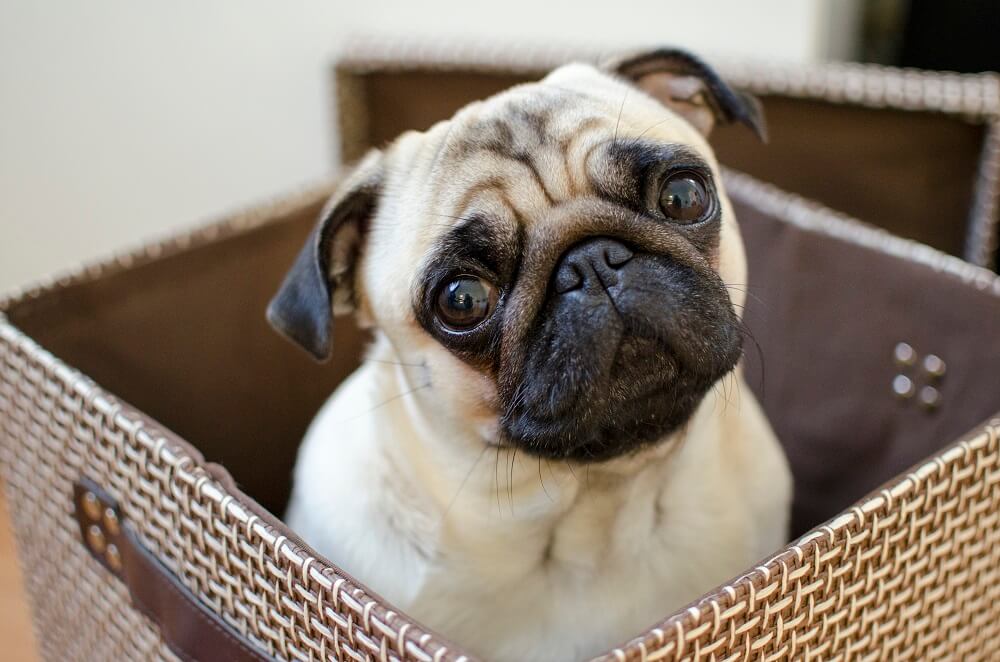 Pug dog sitting in a box