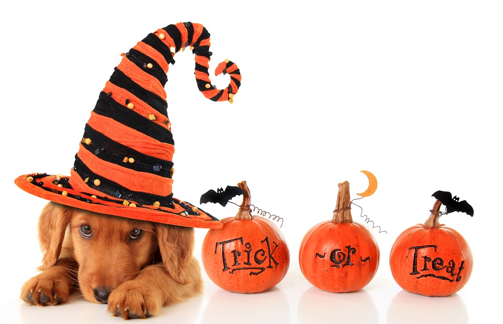 Dog with Halloween hat and little pumpkins