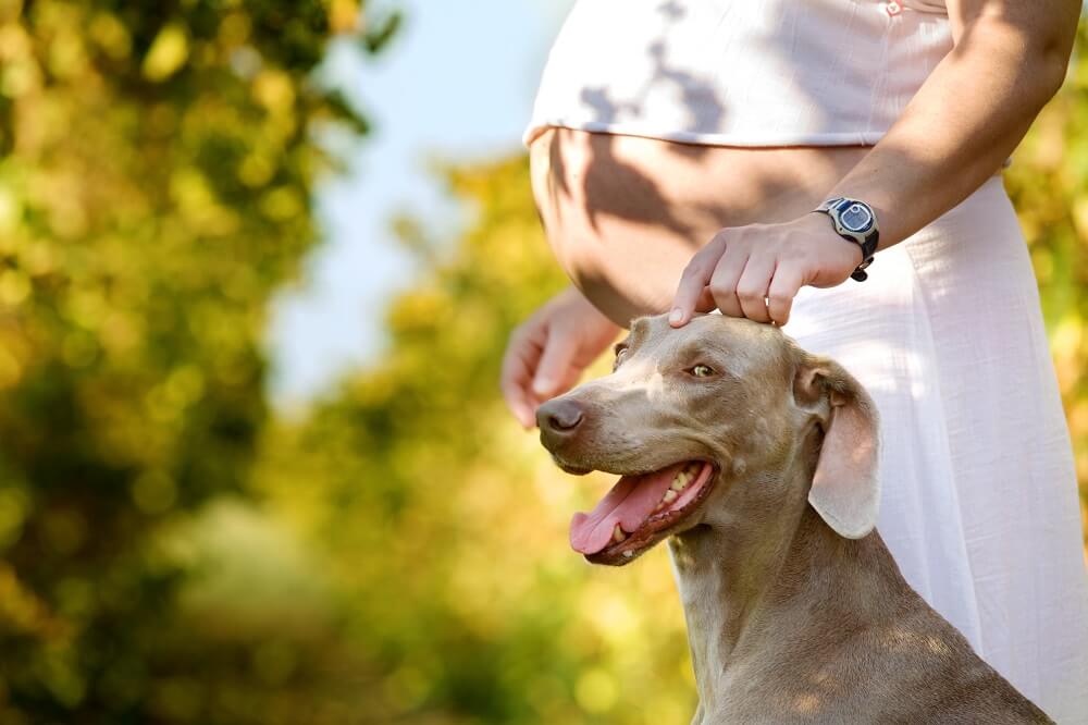 Pregnant woman taking her dog for a work
