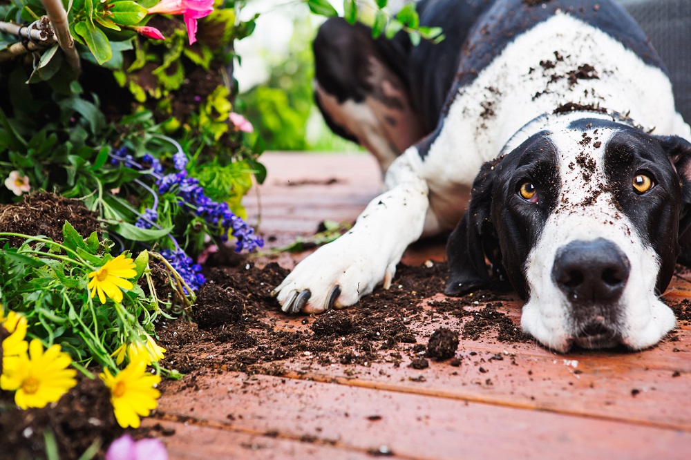 Dog covered in dirt with broken flower pot