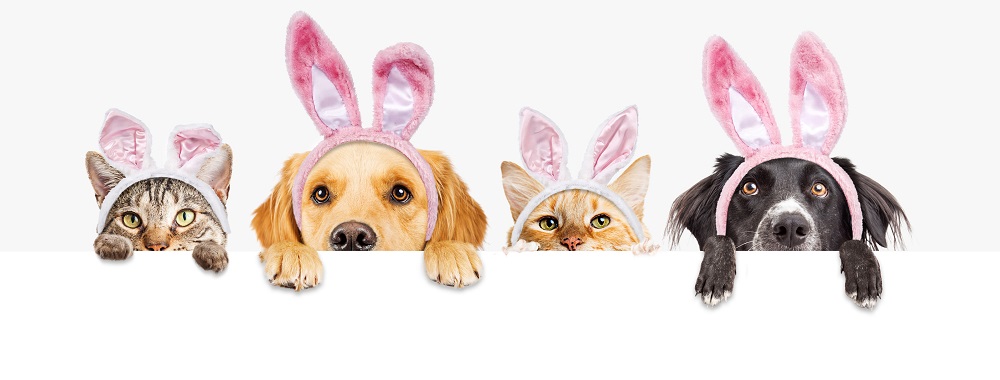 Easter cats and dogs long edit