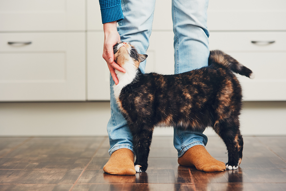 Tortoiseshell cat rubbing against the legs of a person wearing jeans 