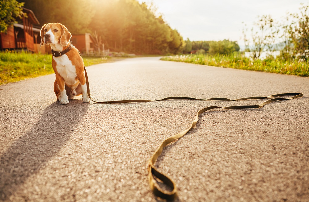 Dog on a lead sitting on a path.