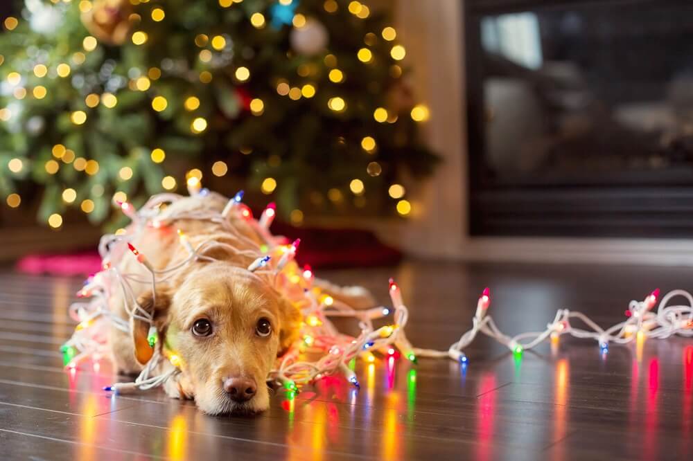 dog lying on floor wrapped in Christmas lights