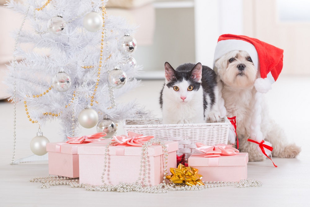 Cat and dog next to a white Christmas tree surrounded by presents
